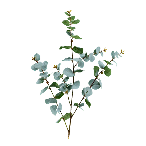 Eucalyptus Gunni — with_stem