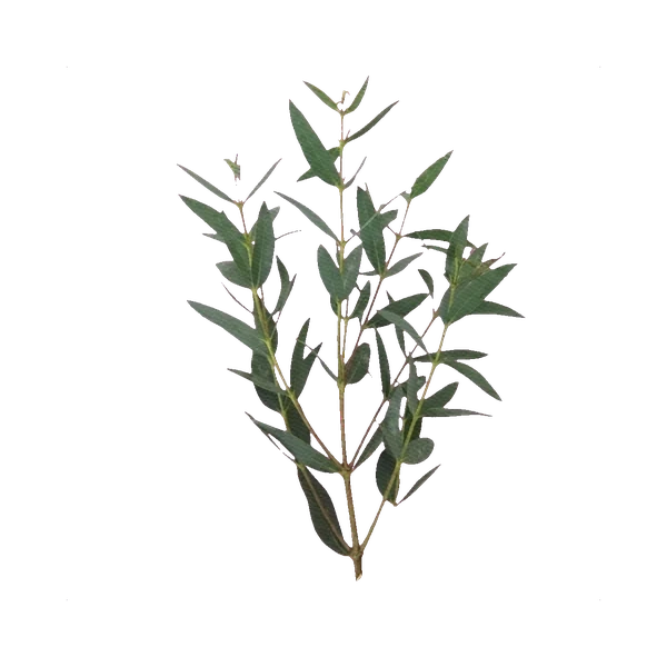 Eucalyptus parvifolia