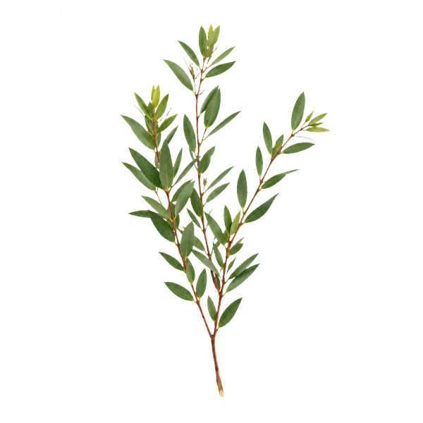 Eukalyptus Parvifolia — with_stem