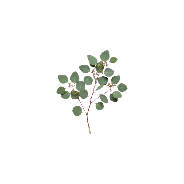 Eucalyptus populus