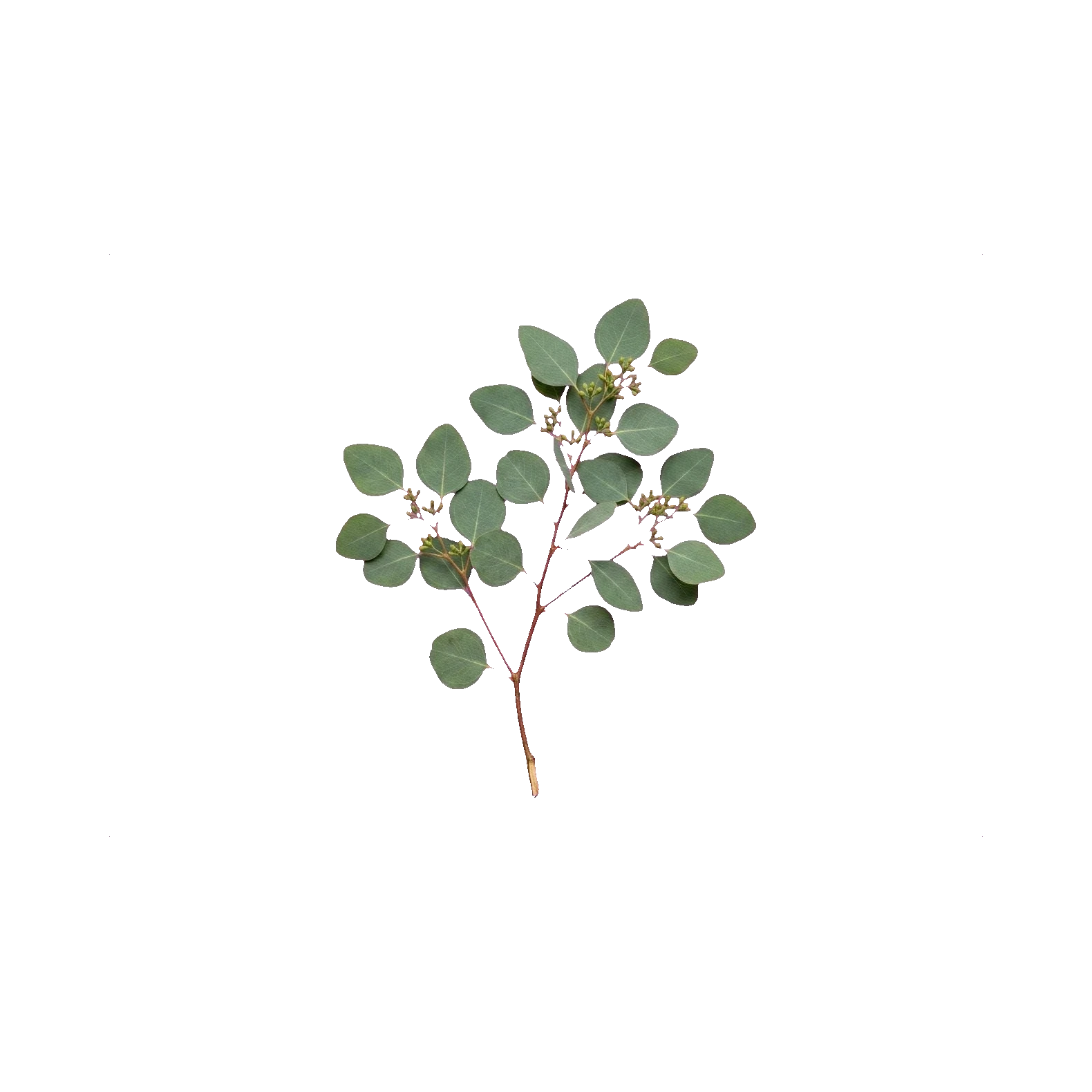 Eucalyptus populus