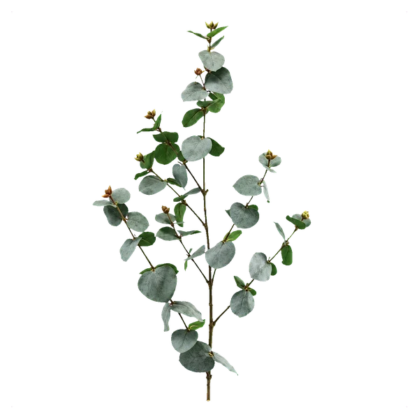 Eukalyptus Populus (rundblättrig) — with_stem