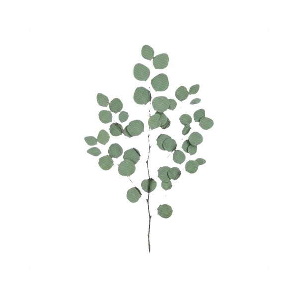 Preserved eucalyptus