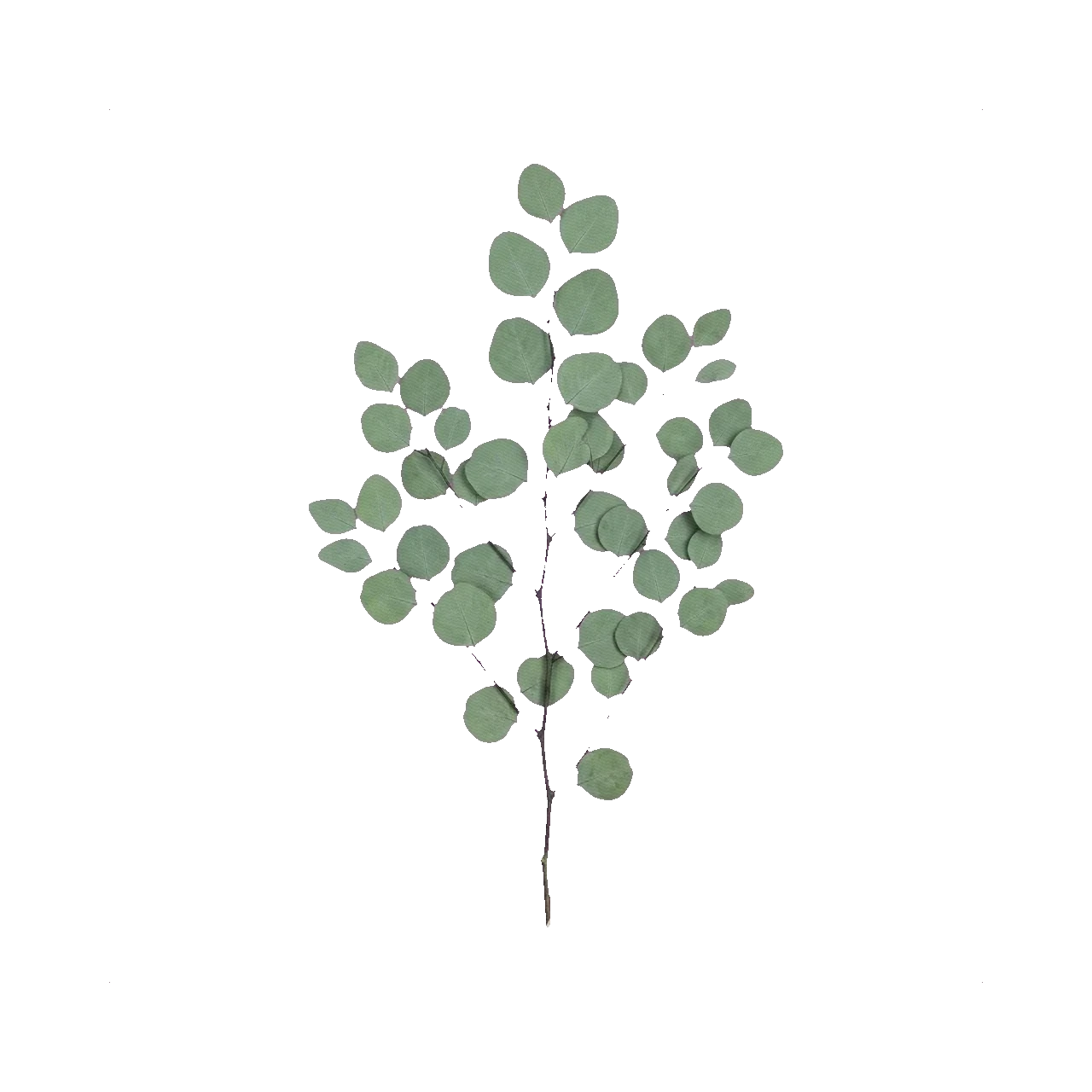 Preserved eucalyptus