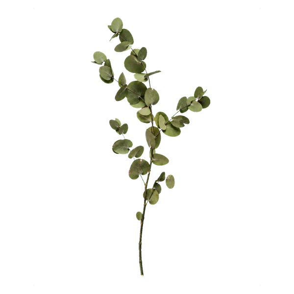 Eukalyptus, stabilisiert — with_stem