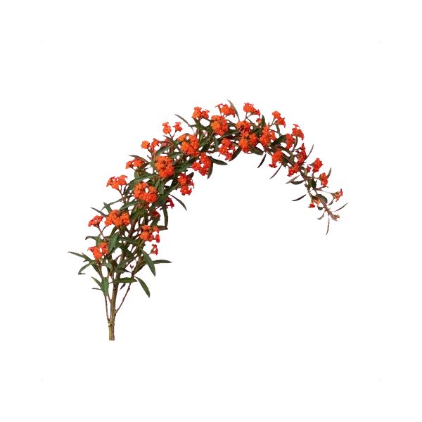 Euphorbia fulgens orange