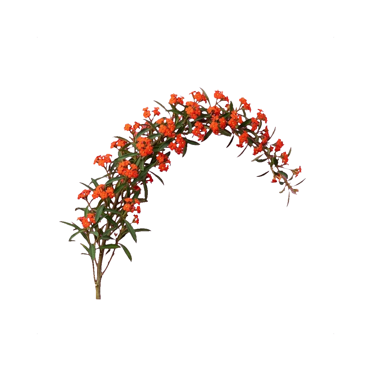 Spurge