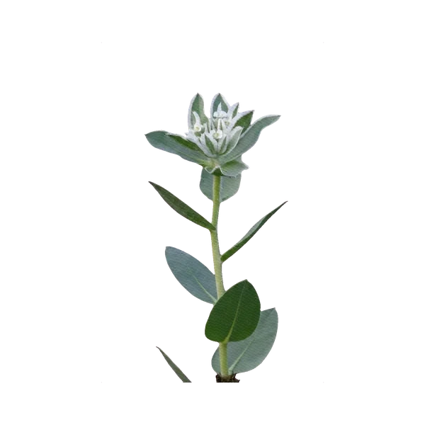 Euphorbia Marginata