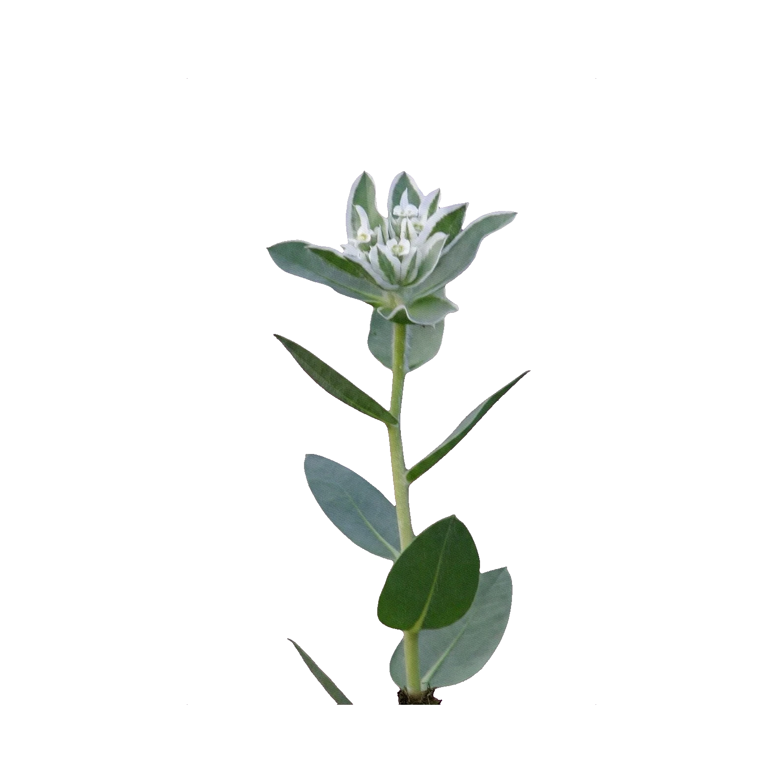 Euphorbia Marginata