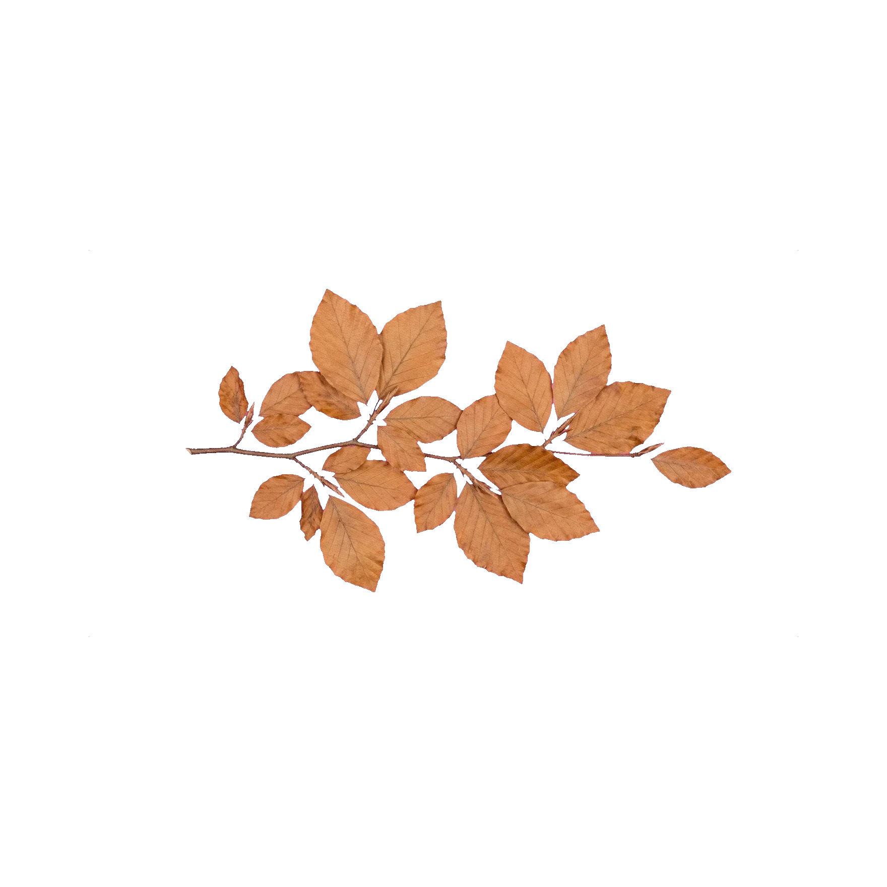 Beech foliage