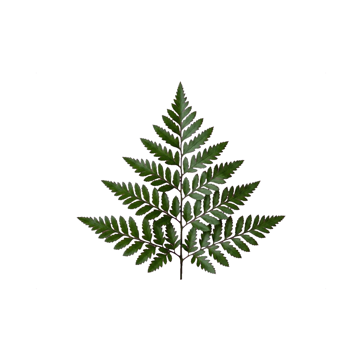 Fern