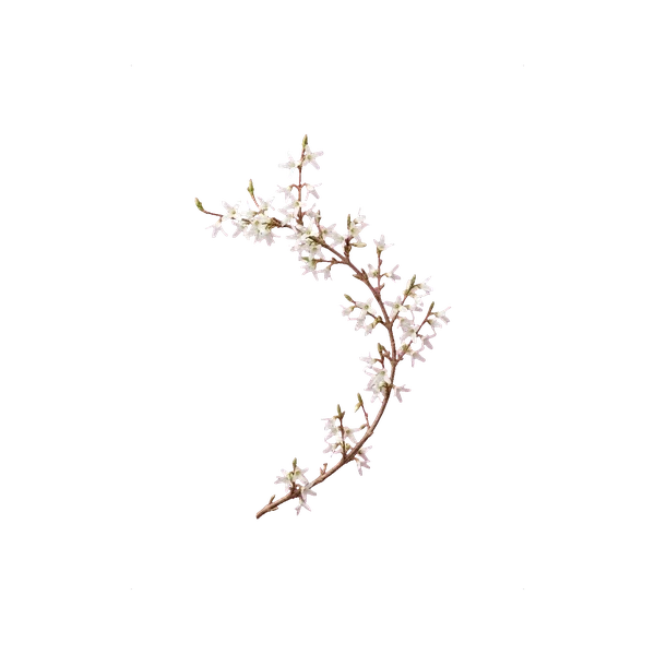 Forsythia white