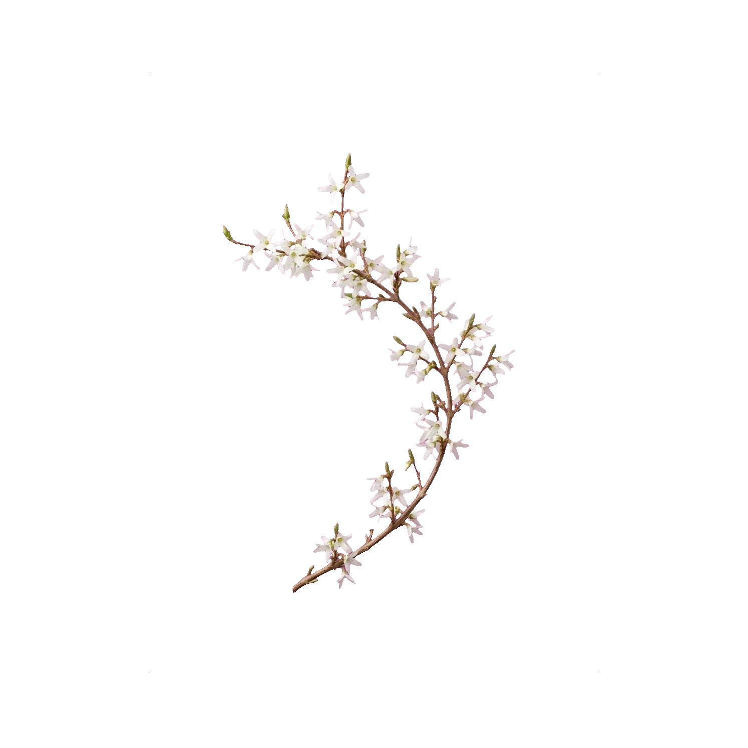 Forsythia white