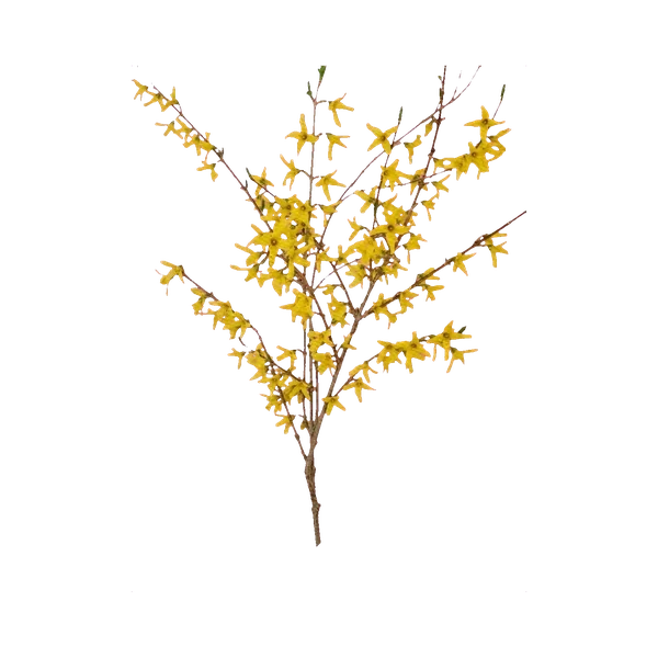 Forsythia yellow