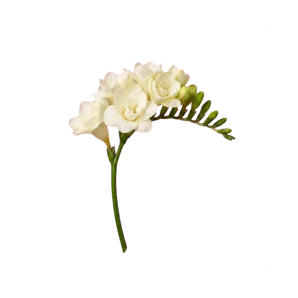 Freesia double white