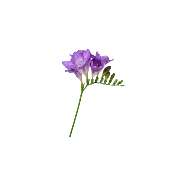Freesia purple