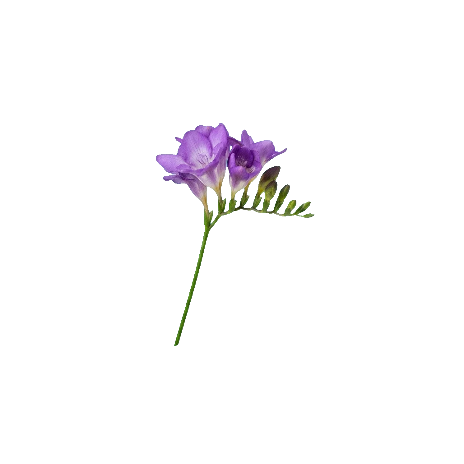 Freesia purple