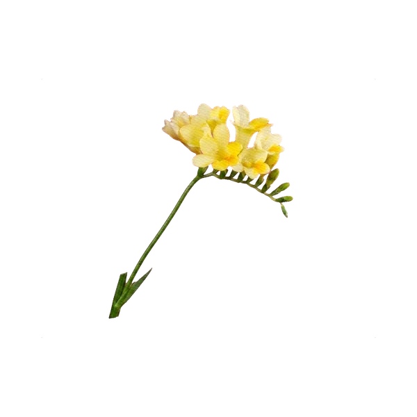 Freesia yellow