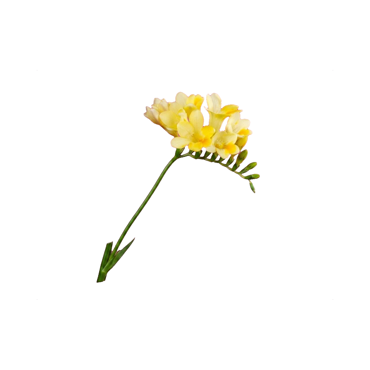 Freesia yellow