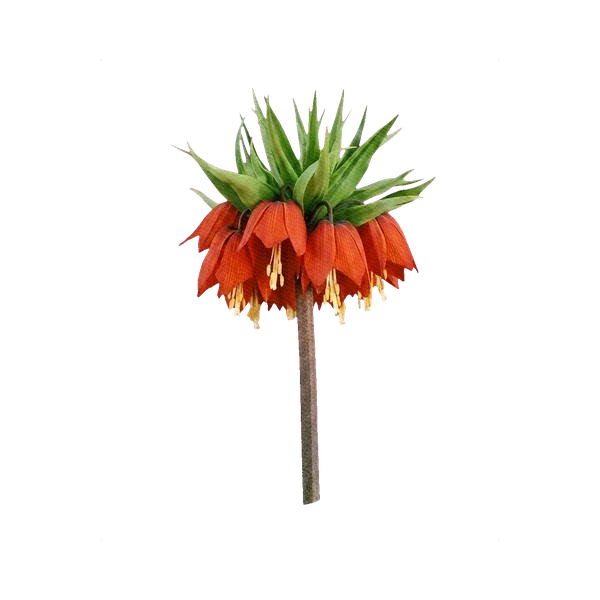 Fritillaria Imperialis Rubra