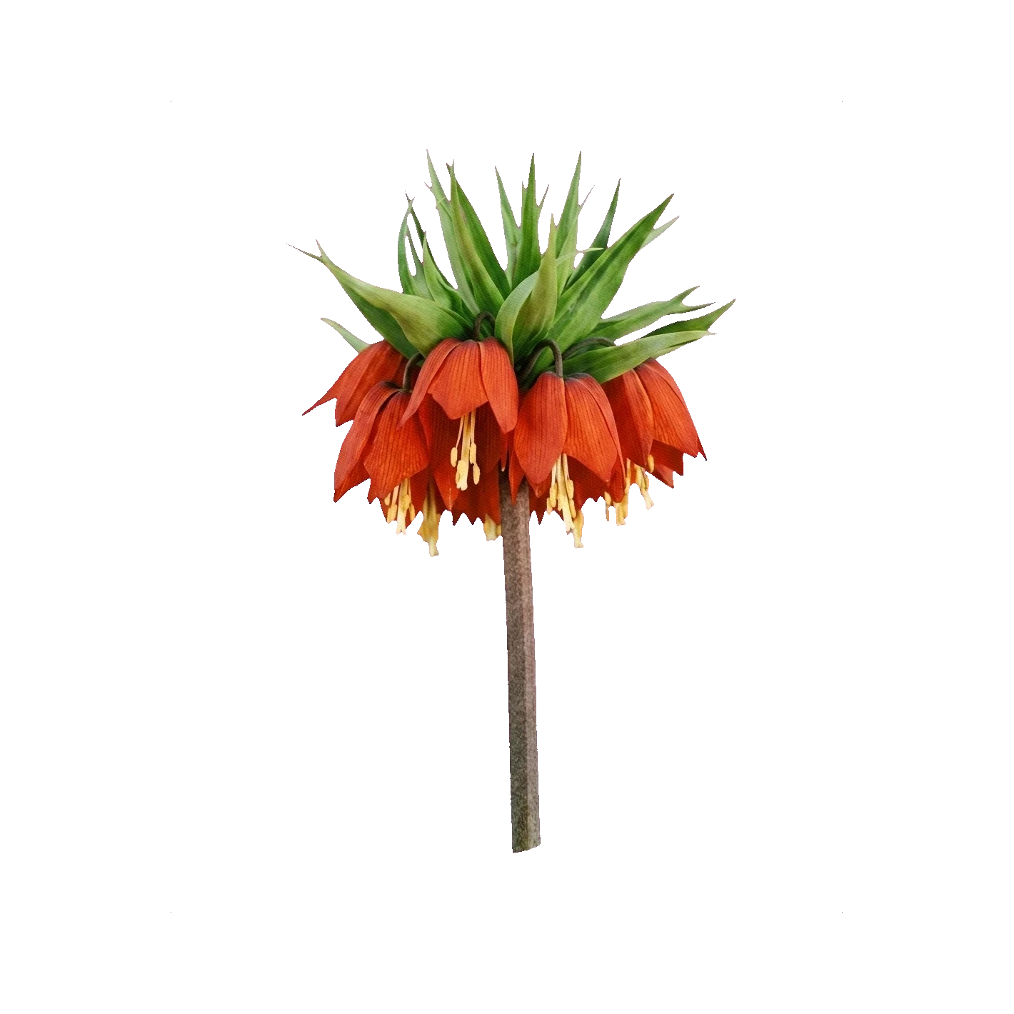 Fritillaria