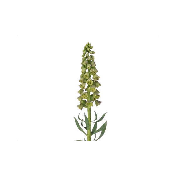 Fritillaria Magic Bells