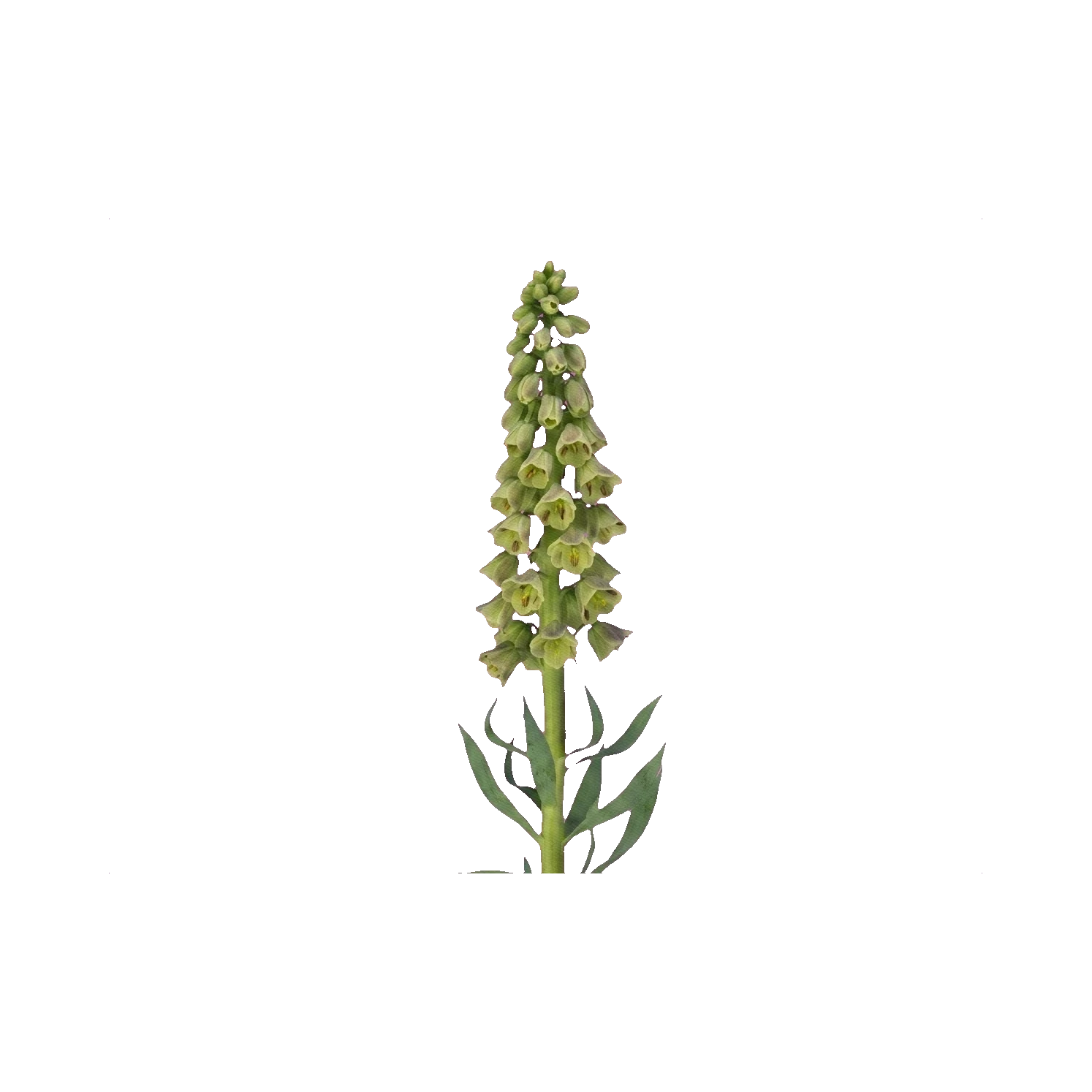 Fritillaria Magic Bells