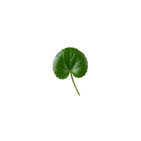Galax leaf
