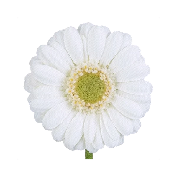 Gerbera Albino