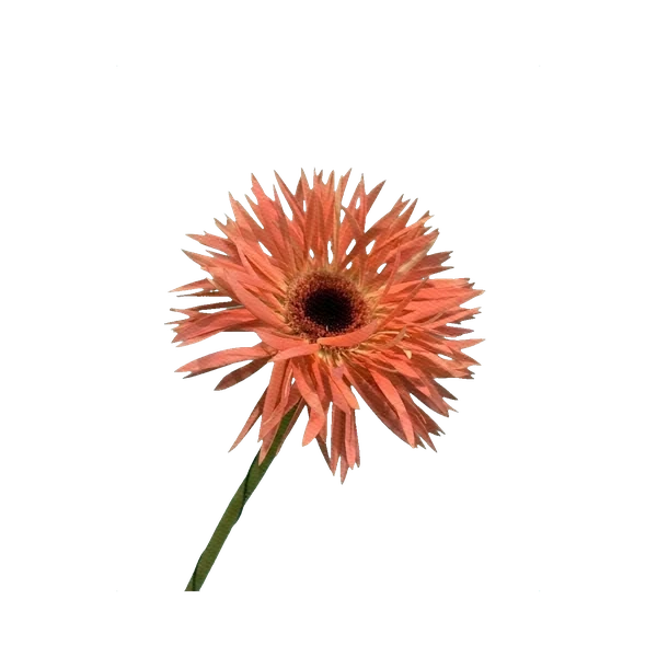Gerbera Aurora