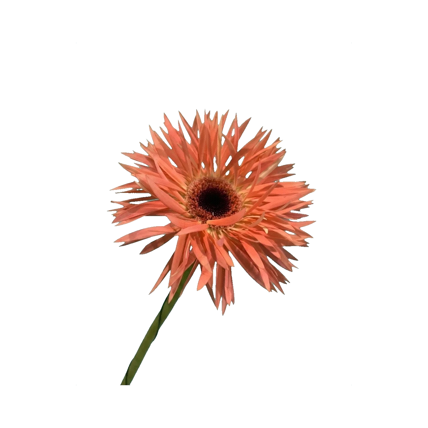 Gerbera Aurora
