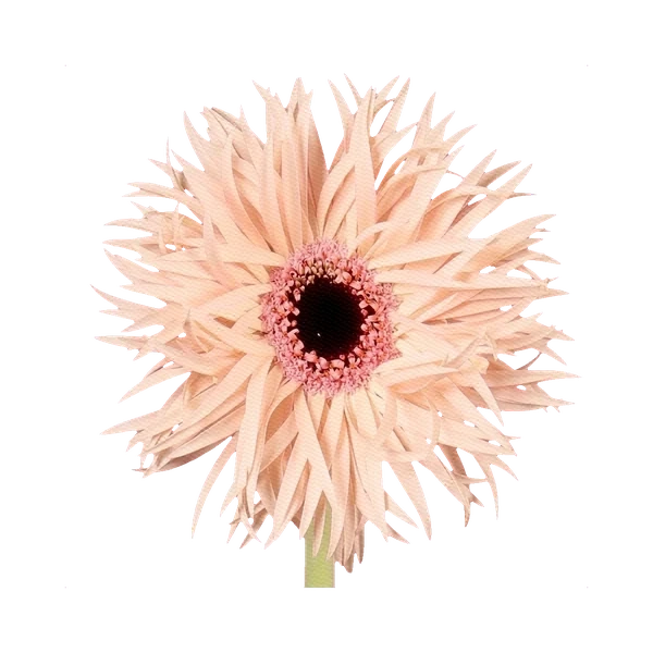 Gerbera Dalida