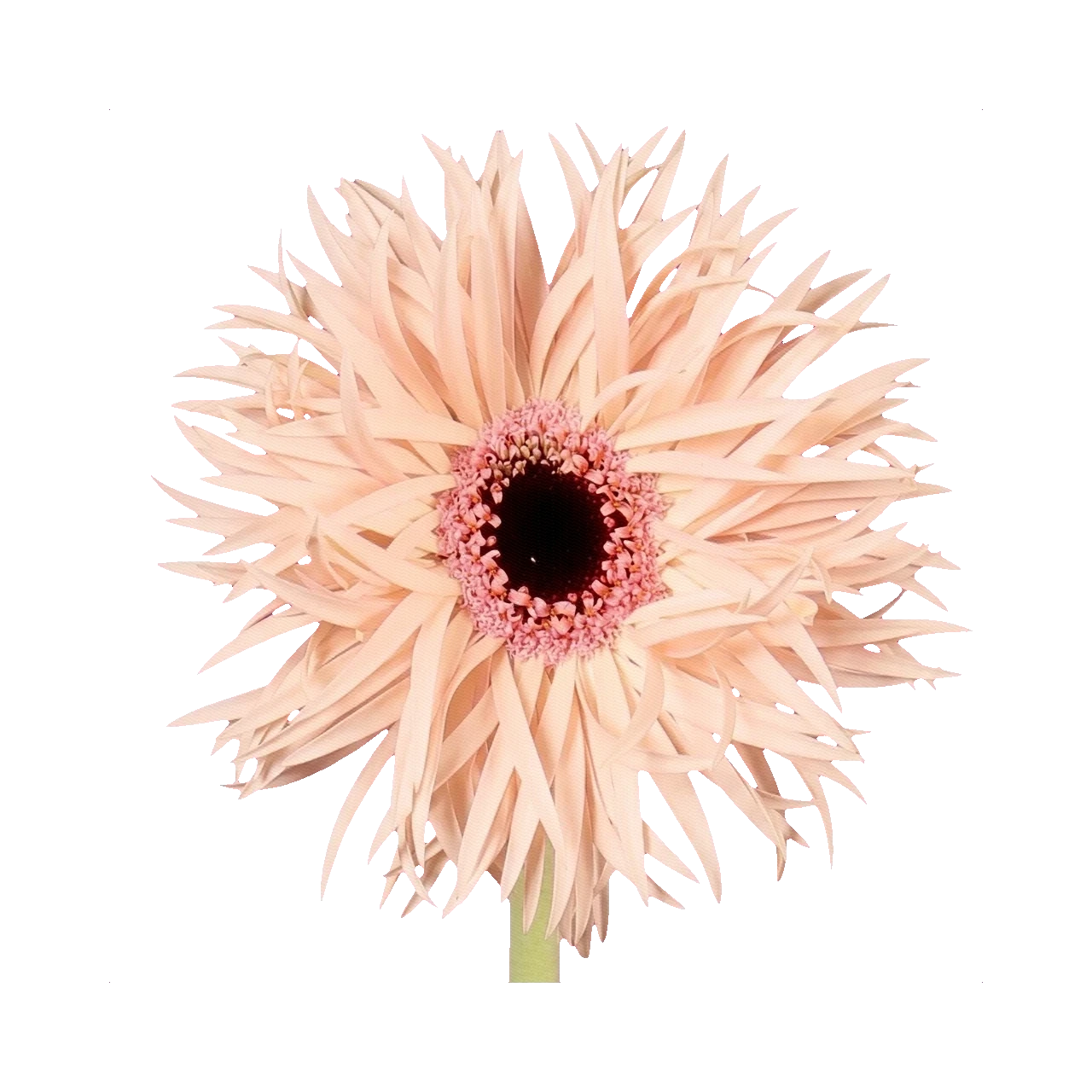 Gerbera Dalida
