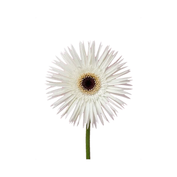 Gerbera Herspider White