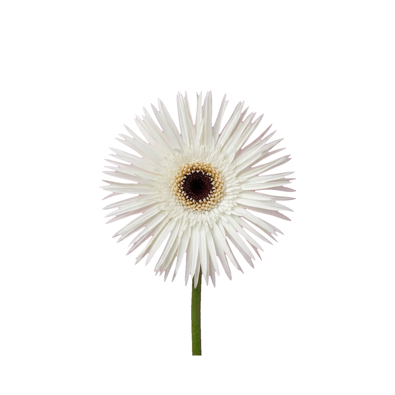 Gerbera Herspider White