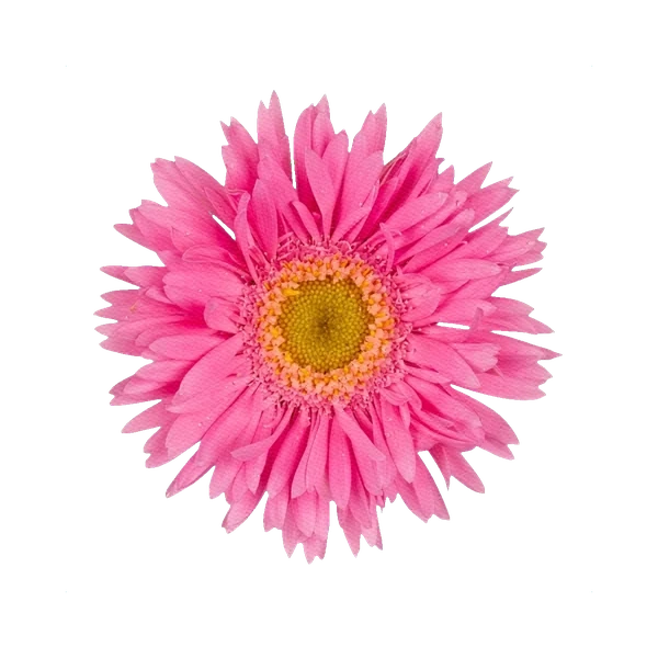 Gerbera Mini Pink