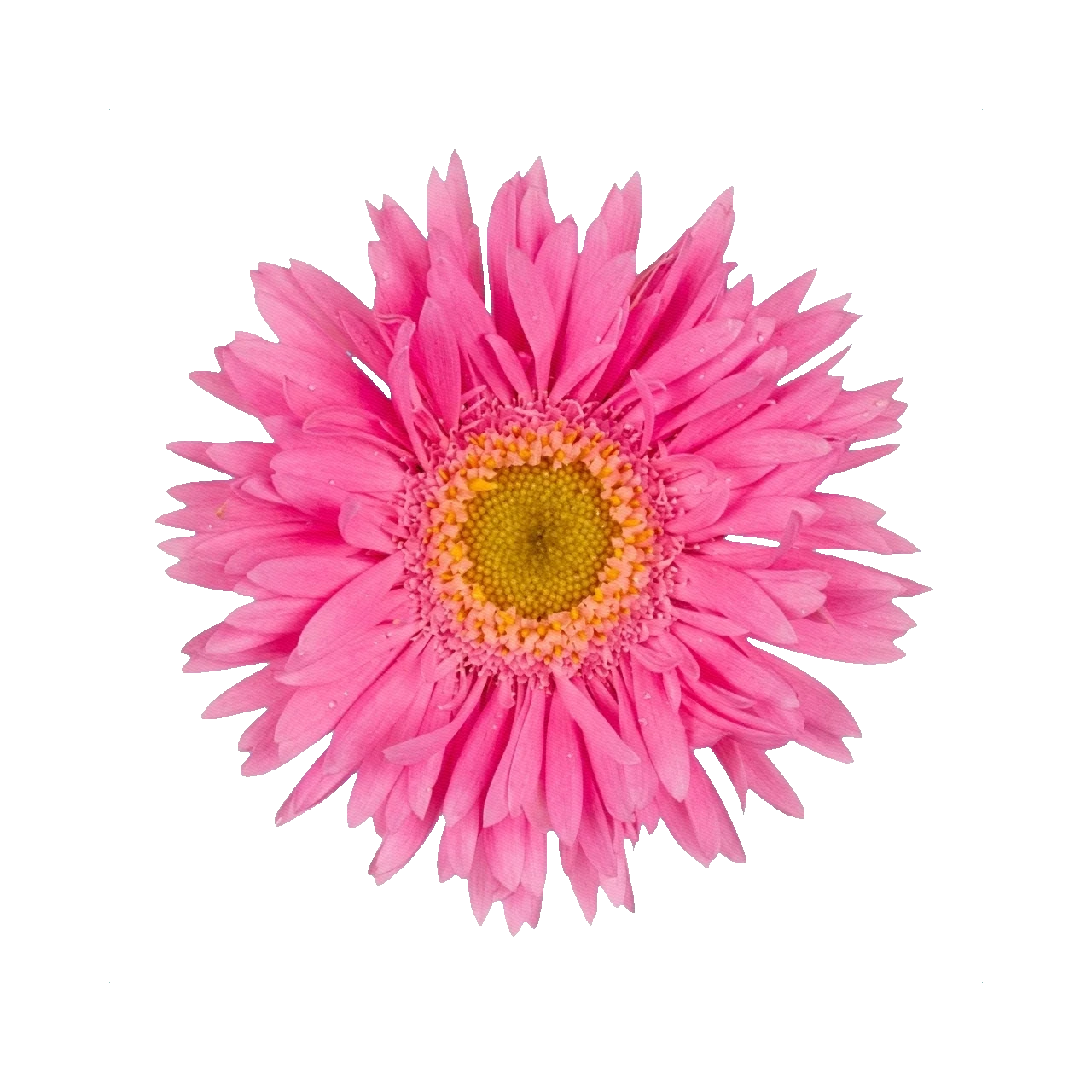 Gerbera Mini Pink