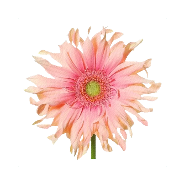 Gerbera Pasta Grafiti