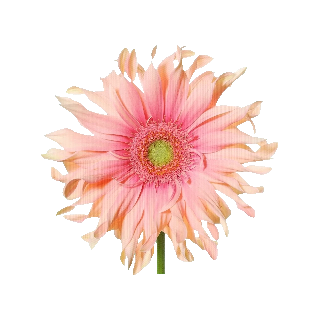 Gerbera Pasta Grafiti