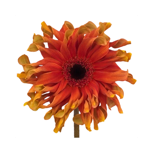 Gerbera Pasta Pizza