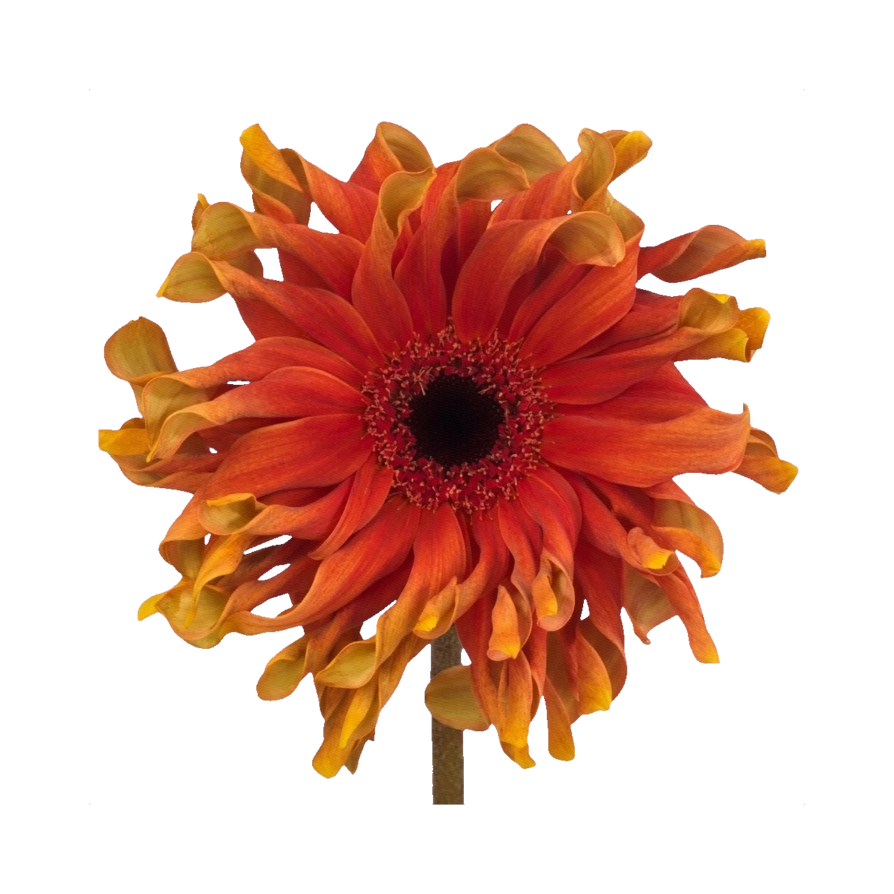 Gerbera Pasta Pizza