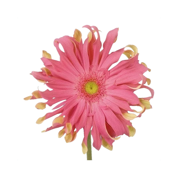 Gerbera Pasta Rosa