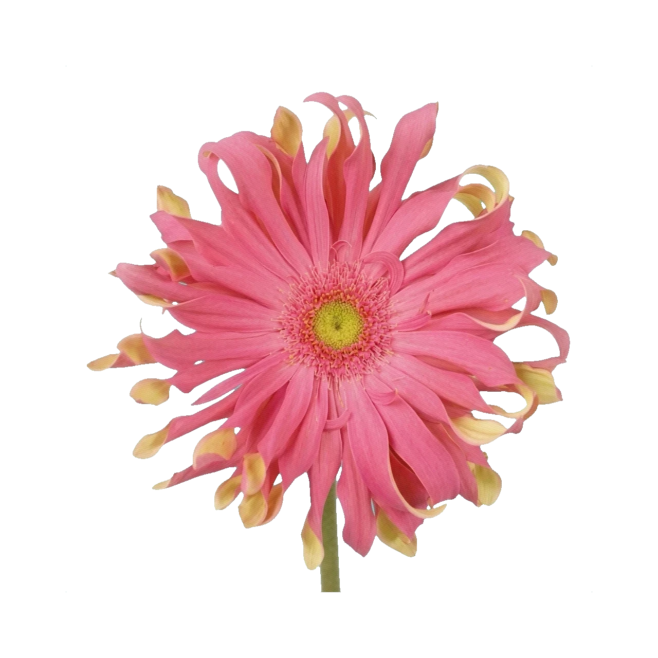 Gerbera Pasta Rosa
