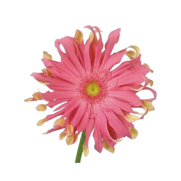 Gerbera Pasta Rosata