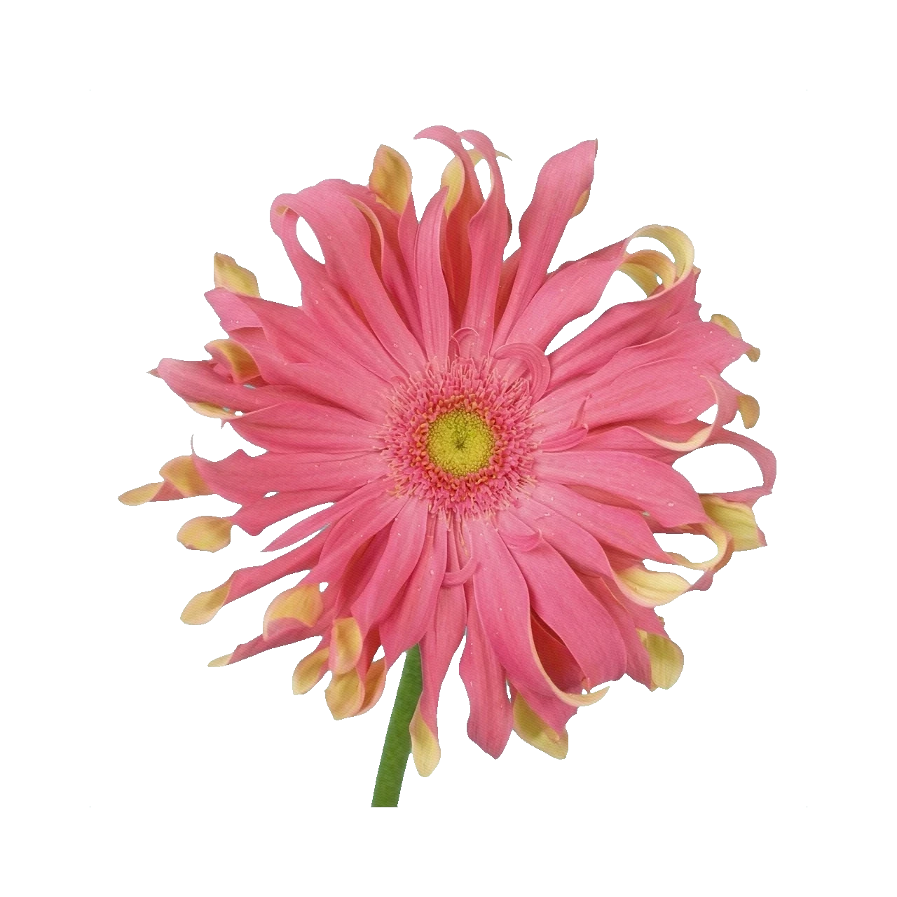 Gerbera Pasta Rosata