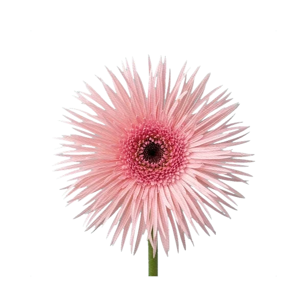 Gerbera Pastini Pink
