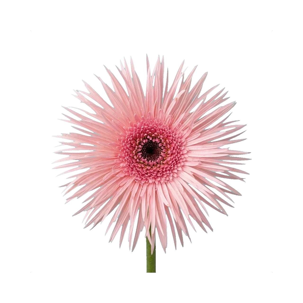Gerbera Pastini Pink