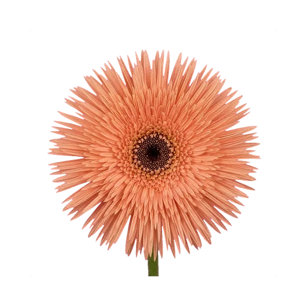 Gerbera Pastini Sienna