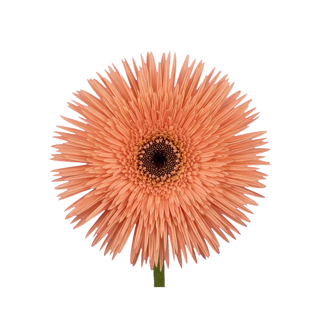 Gerbera Pastini Sienna