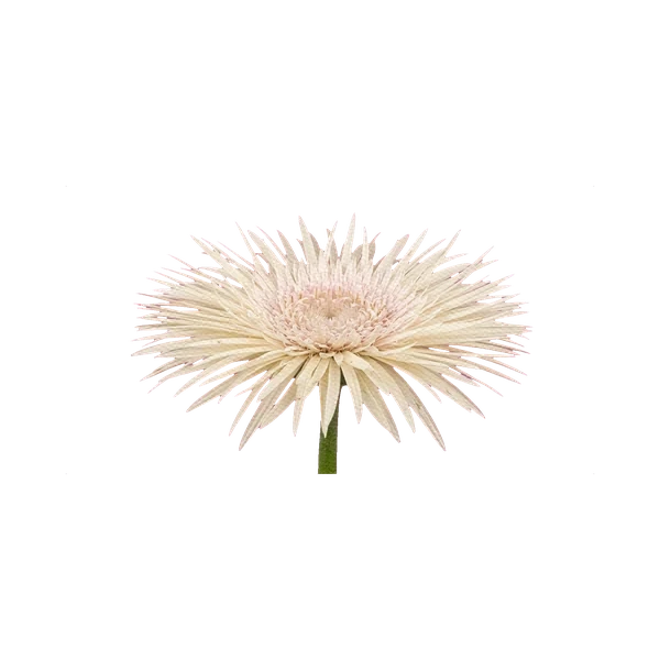 Gerbera Pastini Vendela